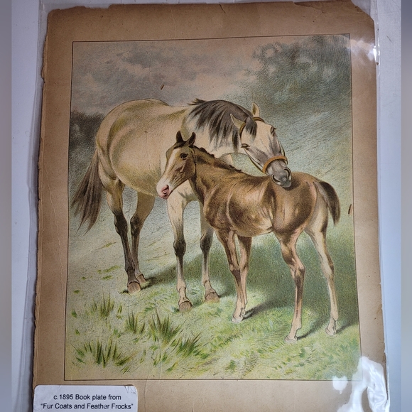 1890s Horse Illustration from Fur Coats and Feather Frocks Book - Picture 3 of 3